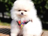 Teddy Face Pomeranian Boo Yavrularımız