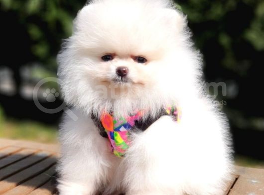 Teddy Face Pomeranian Boo Yavrularımız görsel