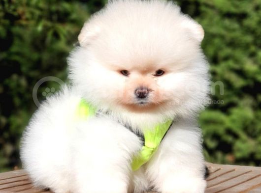 Teddy Face Pomeranian Boo Yavrularımız görsel
