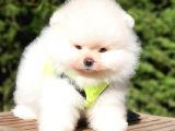 Teddy Face Pomeranian Boo Yavrularımız