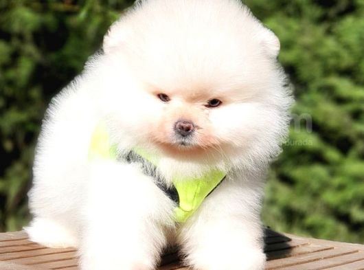 Teddy Face Pomeranian Boo Yavrularımız görsel