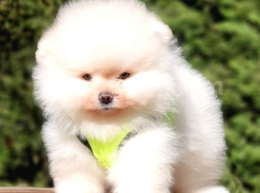 Teddy Face Pomeranian Boo Yavrularımız