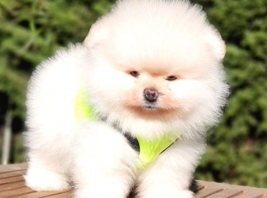 Teddy Face Pomeranian Boo Yavrularımız görsel