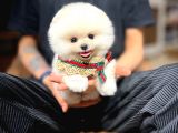Ayı Surat Pomeranian Boo Yavrularımız