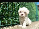 Saglik Garantili Maltese Bebekler
