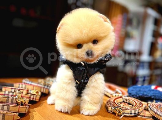 Ayı Surat Pomeranian Boo Yavrularımız görsel