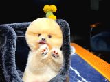 Ayı Surat Pomeranian Boo Yavrularımız