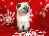 Scottish Fold Show Kalitede Blue Point Erkek