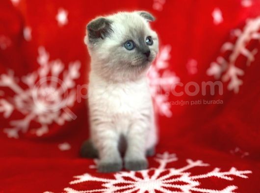 Scottish Fold Show Kalitede Blue Point Erkek
