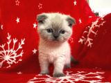 Scottish Fold Show Kalitede Blue Point Erkek