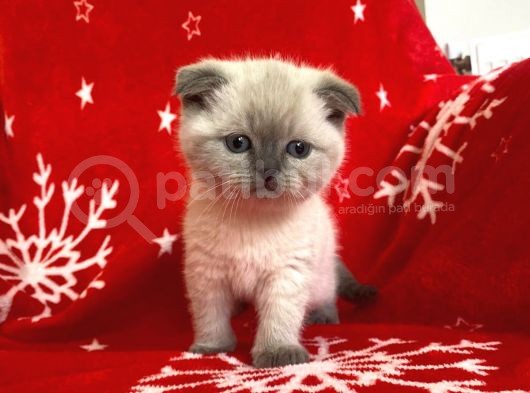 Scottish Fold Show Kalitede Blue Point Erkek görsel