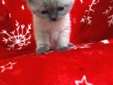 Scottish Fold Show Kalitede Blue Point Erkek