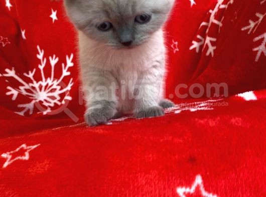 Scottish Fold Show Kalitede Blue Point Erkek görsel