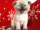 Scottish Fold Show Kalitede Blue Point Erkek