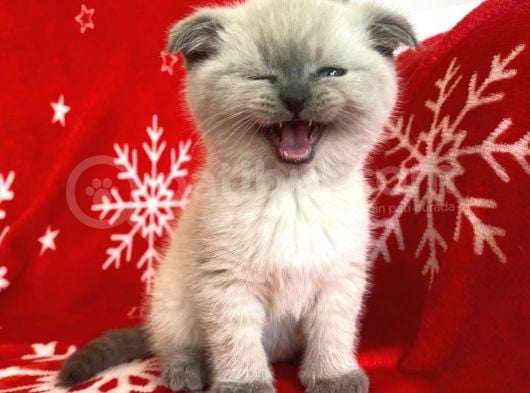 Scottish Fold Show Kalitede Blue Point Erkek görsel