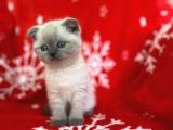 Scottish Fold Show Kalitede Blue Point Erkek