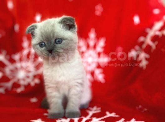 Scottish Fold Show Kalitede Blue Point Erkek görsel