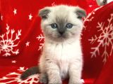Scottish Fold Show Kalitede Blue Point Erkek