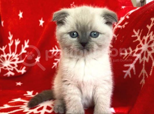 Scottish Fold Show Kalitede Blue Point Erkek görsel