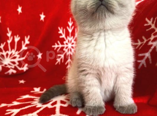 Scottish Fold Show Kalitede Blue Point Erkek görsel