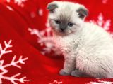 Scottish Fold Show Kalitede Blue Point Erkek