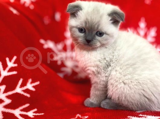 Scottish Fold Show Kalitede Blue Point Erkek görsel