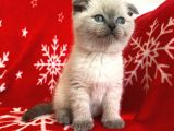Scottish Fold Show Kalitede Blue Point Erkek