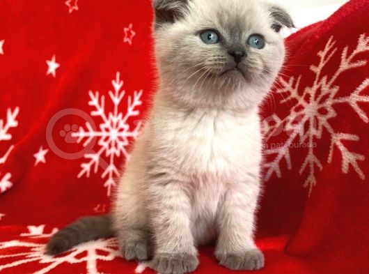 Scottish Fold Show Kalitede Blue Point Erkek görsel