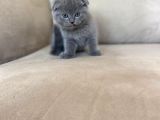 Sıfır Kulak Top Kafa Erkek Scottish Fold Yavrumuz