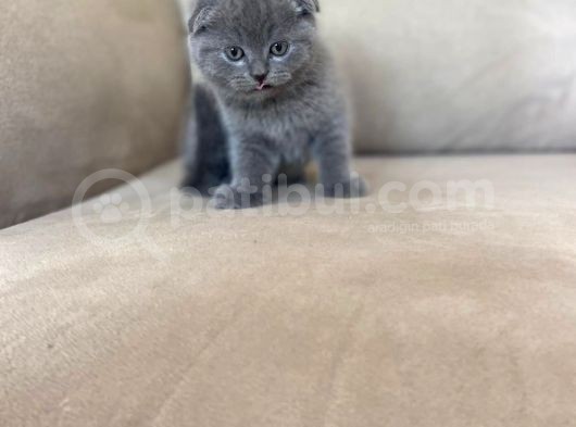 Sıfır Kulak Top Kafa Erkek Scottish Fold Yavrumuz görsel