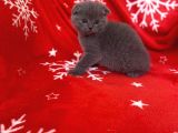 Sıfır Kulak Top Kafa Erkek Scottish Fold Yavrumuz