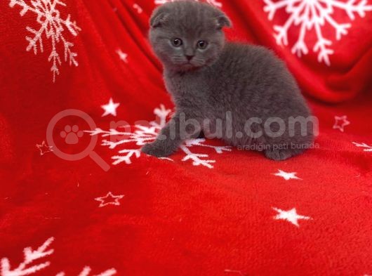 Sıfır Kulak Top Kafa Erkek Scottish Fold Yavrumuz görsel