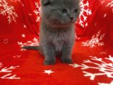 Sıfır Kulak Top Kafa Erkek Scottish Fold Yavrumuz