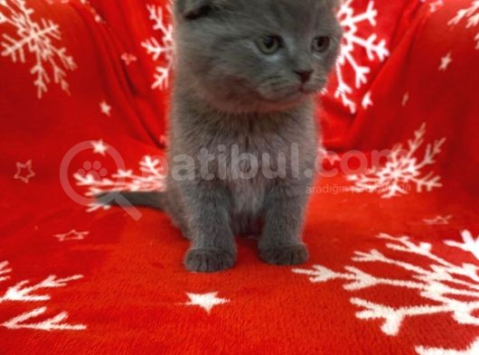Sıfır Kulak Top Kafa Erkek Scottish Fold Yavrumuz görsel