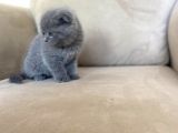 Sıfır Kulak Top Kafa Erkek Scottish Fold Yavrumuz