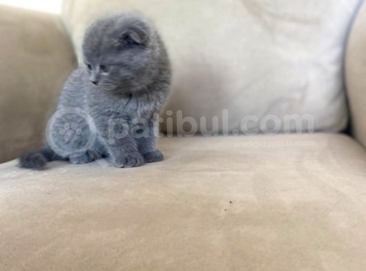 Sıfır Kulak Top Kafa Erkek Scottish Fold Yavrumuz