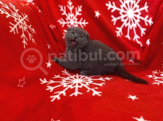 Sıfır Kulak Top Kafa Erkek Scottish Fold Yavrumuz görsel