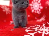 Sıfır Kulak Top Kafa Erkek Scottish Fold Yavrumuz