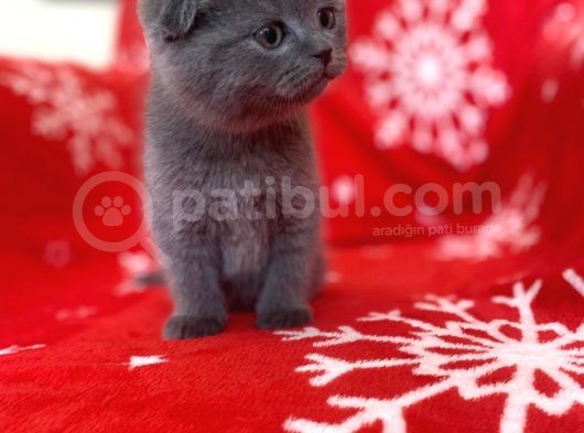 Sıfır Kulak Top Kafa Erkek Scottish Fold Yavrumuz görsel
