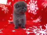 Sıfır Kulak Top Kafa Erkek Scottish Fold Yavrumuz