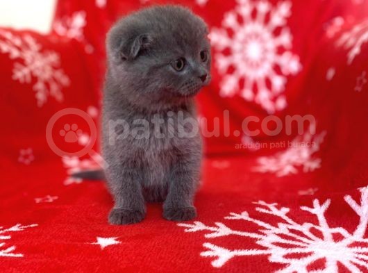 Sıfır Kulak Top Kafa Erkek Scottish Fold Yavrumuz görsel