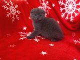 Sıfır Kulak Top Kafa Erkek Scottish Fold Yavrumuz