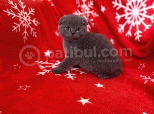 Sıfır Kulak Top Kafa Erkek Scottish Fold Yavrumuz görsel