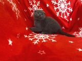 Sıfır Kulak Top Kafa Erkek Scottish Fold Yavrumuz