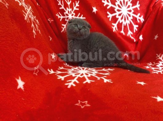 Sıfır Kulak Top Kafa Erkek Scottish Fold Yavrumuz görsel