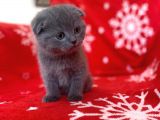 Sıfır Kulak Top Kafa Erkek Scottish Fold Yavrumuz