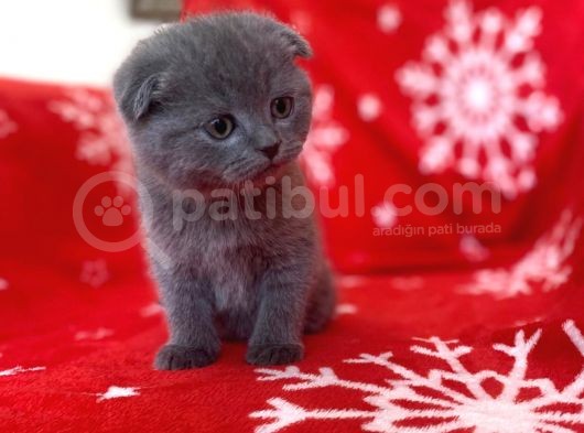 Sıfır Kulak Top Kafa Erkek Scottish Fold Yavrumuz görsel