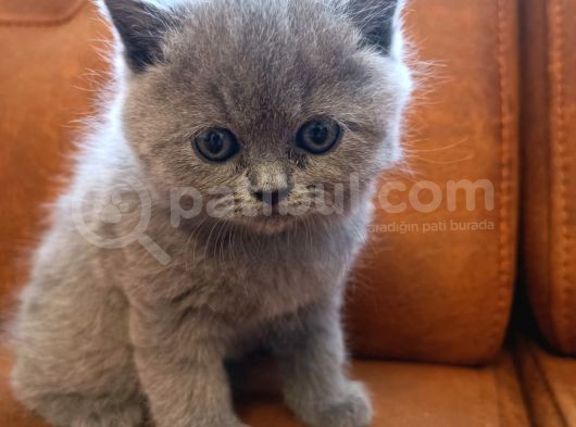 İstanbul /Kartal British  Yavrular
