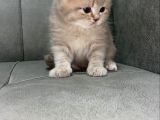 Bri̇ti̇sh Ve Scotti̇sh Yavrularimiz Sütten Kesi̇ldi̇ Yeni̇ Yuvalarini Ariyor
