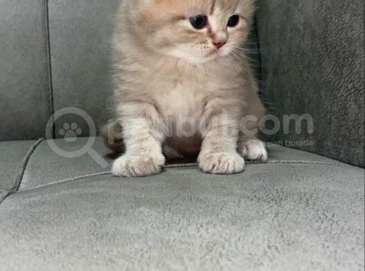 Bri̇ti̇sh Ve Scotti̇sh Yavrularimiz Sütten Kesi̇ldi̇ Yeni̇ Yuvalarini Ariyor görsel
